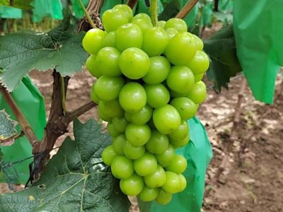 青提无籽葡萄当年结果水果树苗 阳光玫瑰葡萄苗图4
