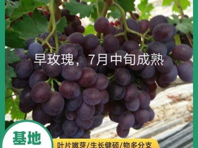 青提无籽葡萄当年结果水果树苗 阳光玫瑰葡萄苗图3
