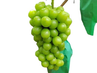 青提无籽葡萄当年结果水果树苗 阳光玫瑰葡萄苗图5