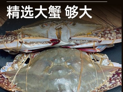 源头厂家包邮酒店专供批发舟山梭子蟹 鲜活白蟹 非冷冻活蟹图5