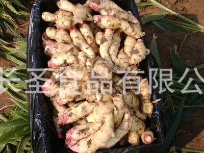 潍坊厂家加工风干姜 多规格可出口风干姜 山东大姜厂家现货供应图4