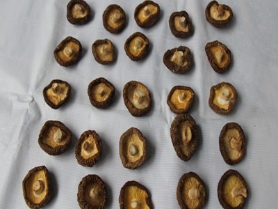 远安特产楚蕈500g散装新货肉厚鲜嫩冬菇100斤基地直批图2