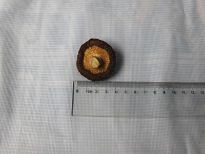 远安特产楚蕈500g散装新货肉厚鲜嫩冬菇100斤基地直批图5