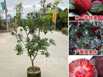 基地供应果树苗木杨梅苗杨梅树苗 大小规格齐全图2