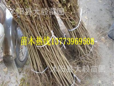 批发石榴果树苗突尼斯软籽石榴苗软籽无籽南北方种植现货包邮图4