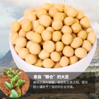 黄豆soybean厂家批发五谷杂粮大豆磨粉豆浆原料