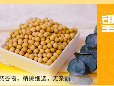 黄豆soybean厂家批发五谷杂粮大豆磨粉豆浆原料图5