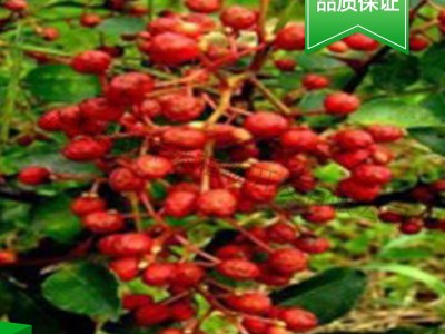 厂家直销花椒汁 花椒厂家直销 花椒汁批发 品质保证 欢迎来电图5