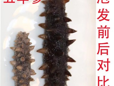 大连淡干纯无盐冷水速发海参五年参干参散装送领导长辈实用礼品图2