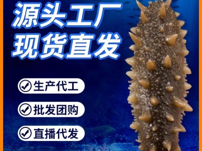 【包邮】工厂现货不挂冰Q弹鲜食海参500g辽刺参大连即食海参批发图2