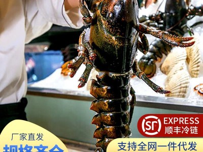 波士顿龙虾大波龙鲜冻海鲜速冻澳洲澳龙超大特大图2