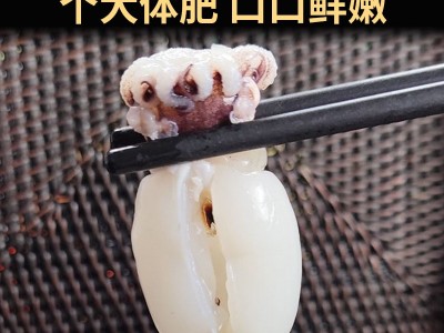 新鲜冷冻大号墨鱼仔去皮去脏海捕墨鱼仔批发商用图3