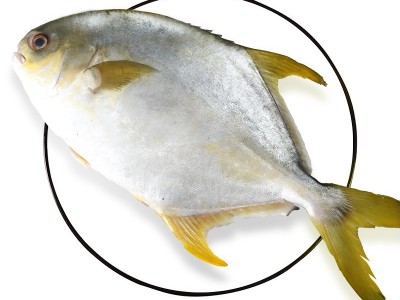 新鲜金鲳鱼鲜活冷冻特大鲳鳊鱼金昌鱼海鱼鲜活海鲜平鱼白鲳冰鲜图2