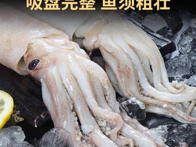 鱿鱼鲜活新鲜超大鱿鱼须生鲜火箭铁板烧烤海鲜冷冻批发图2