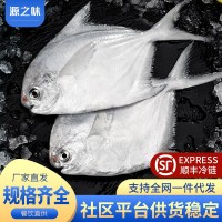 新鲜银鲳鱼海捕平鱼深海鲜活白鲳鱼大号海鲜水产昌鱼新鲜水产非金