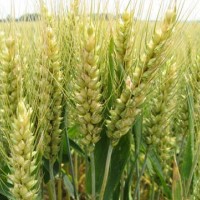 大量供应 东北小麦 小麦种带壳小麦黑龙江小麦
