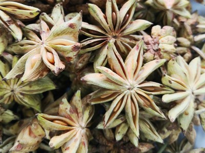 八角冻干八角大红八角八角茴香广西大红八角工厂现货香料 八角图4