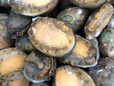 冻干鲍鱼6-12头鲍鱼 海鲜水产酒店佛跳墙食材 带壳活冻大鲍鱼批发图4