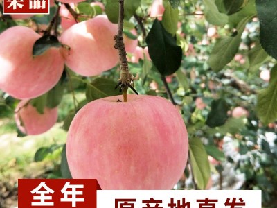 新下霜果滋红富士苹果山东烟台栖霞当季脆甜冰糖心脆甜包邮送礼年图2
