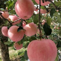 烟台栖霞新下红富士85苹果5斤脆甜霜降苹果源头直发代发水果包邮