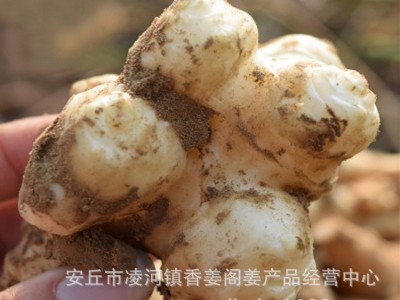 洋姜 新鲜 鬼子姜 姜不辣胰岛果 菜姜 菊芋 甜姜旱姜洋姜可做种子图3