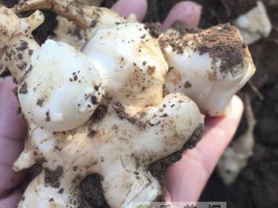 洋姜 新鲜 鬼子姜 姜不辣胰岛果 菜姜 菊芋 甜姜旱姜洋姜可做种子图4