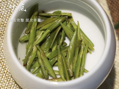 2023四川峨眉春季绿茶雀舌GA春茶采摘春茶新茶500g散装厂家现货图4
