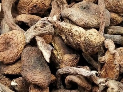东北特产蘑菇可批发零售源头厂家200g一件代发图2