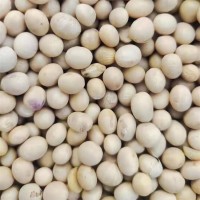 大颂农业 优质大豆黄豆豆浆原料 散装 袋装批发 大量供应 质量保障