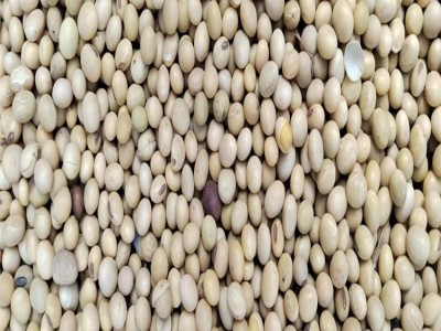 大颂农业 优质大豆黄豆豆浆原料 散装 袋装批发 大量供应 质量保障图2