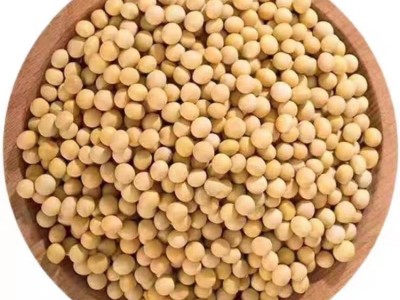 大颂农业 优质大豆黄豆豆浆原料 散装 袋装批发 大量供应 质量保障图3
