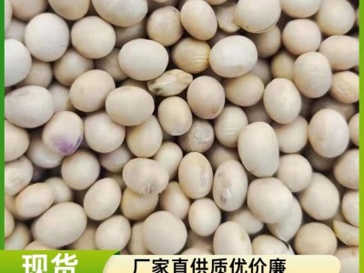 大颂农业 优质大豆黄豆豆浆原料 散装 袋装批发 大量供应 质量保障图6