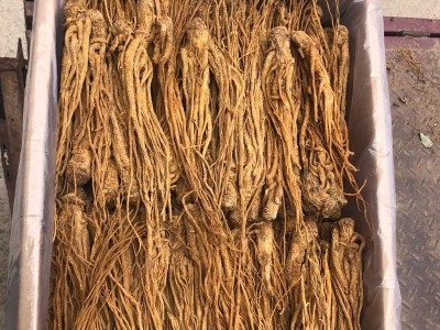 产地直供水洗黄当归 水洗当归中药材批发 岷县现货自然晾晒大当归图3