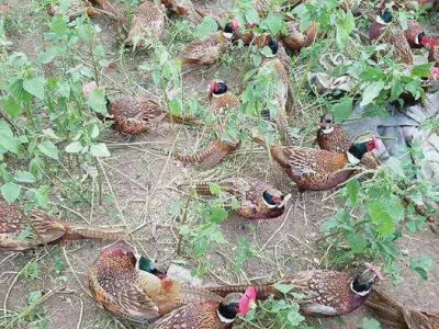 【野鸡蛋】正宗七彩山鸡蛋农家散养土鸡蛋笨柴鸡蛋礼盒装整箱批发图2