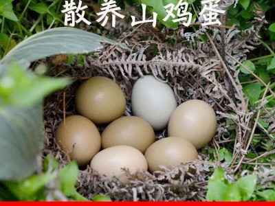 【野鸡蛋】正宗七彩山鸡蛋农家散养土鸡蛋笨柴鸡蛋礼盒装整箱批发图3