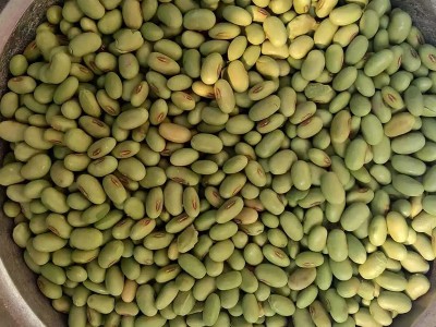 100斤/袋双青豆、绿黑豆、绿皮绿仁黑豆.芽菜豆、豆芽豆、腰形豆图2