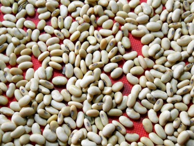 长黄豆100斤/袋长大黄豆.磨豆腐豆芽豆、豆芽菜豆、腰形豆 不包邮图4