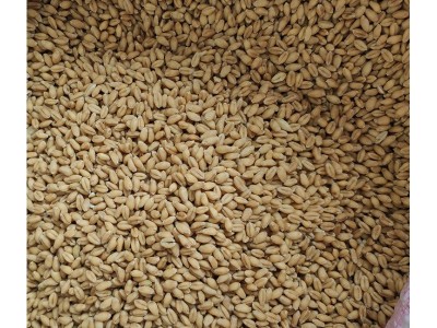 供应五谷杂粮小麦批发 小麦仁当季新粮麦 仁现磨豆浆磨粉小麦批发图4