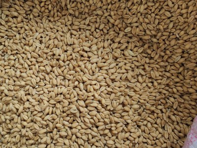 供应五谷杂粮小麦批发 小麦仁当季新粮麦 仁现磨豆浆磨粉小麦批发图3