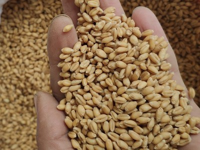 供应五谷杂粮小麦批发 小麦仁当季新粮麦 仁现磨豆浆磨粉小麦批发图2