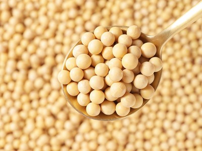 东北笨黄豆新黄豆农家自种黑龙江大豆生豆芽打豆浆450g图4