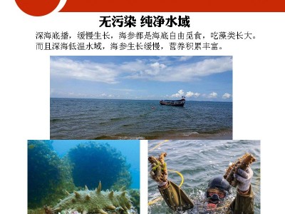 淡干海参特价小海参干货非野生大连辽刺参即食海参礼盒装直播代发图2