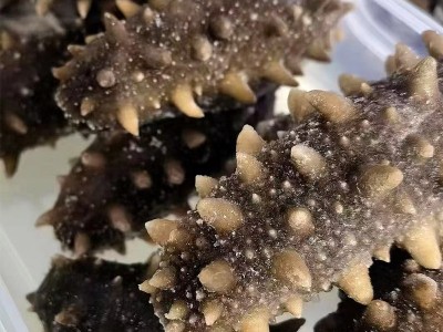 源头厂家即食海参批发 鲜食大连刺参辽参海参礼盒500g非海参干货图4