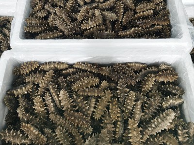 高压即食海参批发海参粥高营养辽参工厂直营参刺粗壮鲜货供应500g图4