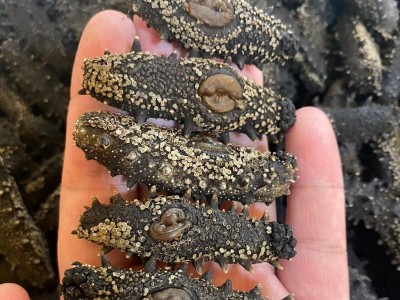 大连淡干海参底播海参国标海参非即食海参50g 500g图4