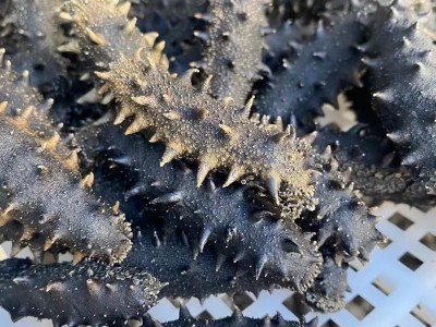 大连淡干海参底播海参国标海参非即食海参50g 500g图2