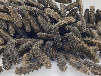 大连淡干海参底播海参非即食海参50g 500g礼盒图3