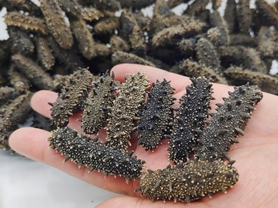大连淡干海参底播海参非即食海参50g 500g礼盒图4