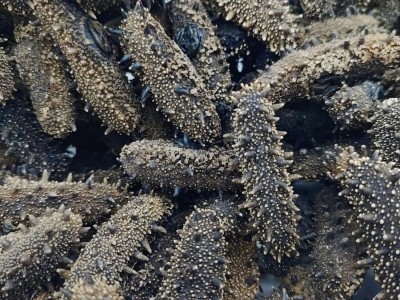 大连淡干海参底播海参非即食海参50g 500g礼盒图2