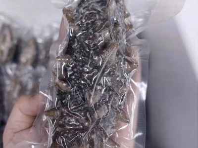 批发鲜食海参多种规格辽刺参鲜食海参批发鲜活海参 非干参500图2